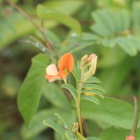 Tephrosia tinctoria (L.) Pers.